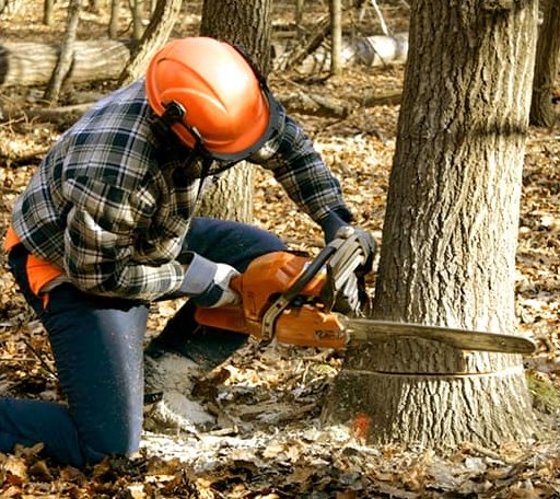 Tree Removal in Edgewood, IL